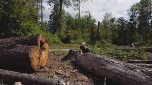 Best Firewood Processing and Delivery  in Labarque Creek, MO